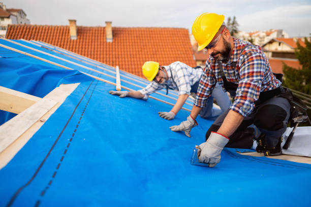 Best Roof Moss and Algae Removal  in Willard, OH